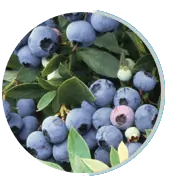 Bilberry Extract