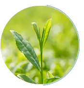 Green Tea Extract