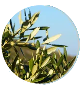 Olive Leaf Extract